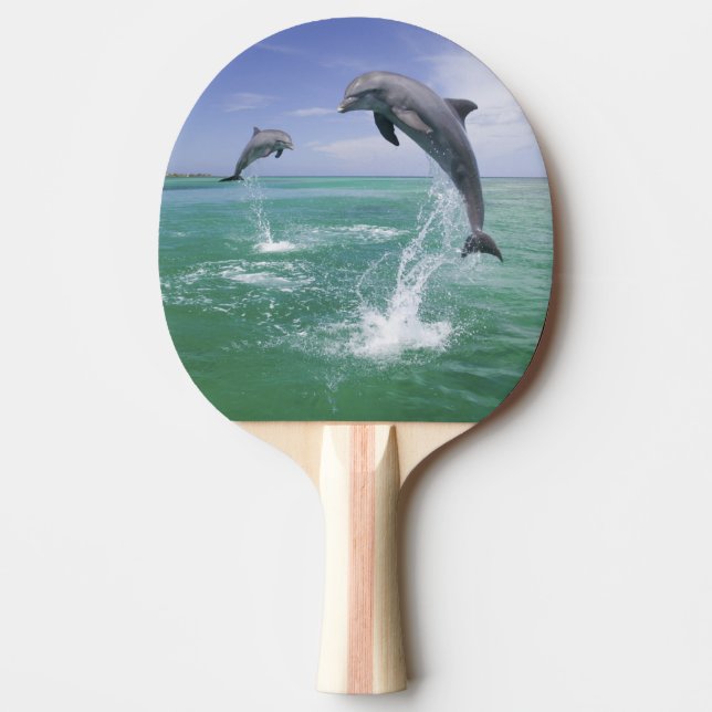 Pala De Ping Pong Delfines mulares Tursiops truncatus (Anverso)