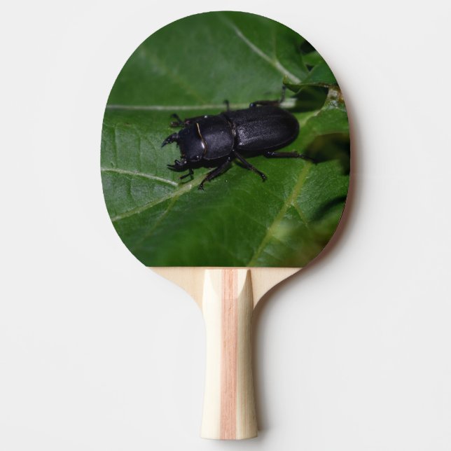 Pala De Ping Pong Dorcus parallelipipedus , el escarabajo de menor t (Anverso)