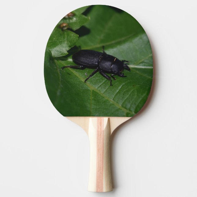 Pala De Ping Pong Dorcus parallelipipedus , el escarabajo de menor t (Anverso)