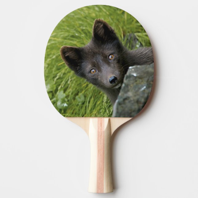 Pala De Ping Pong EE.UU., Alaska, Islas Pribilof, St Paul. Azul (Anverso)