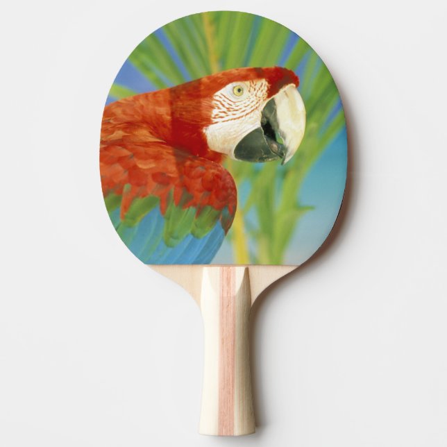 Pala De Ping Pong EE. UU., Hawái. Loro (Anverso)