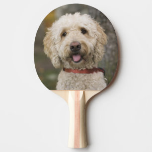 Pala De Ping Pong EE. UU., Nueva Inglaterra, Massachusetts, Reading,