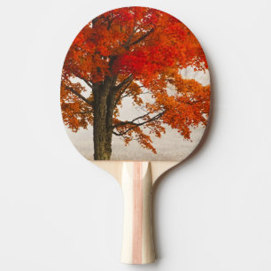 Pala De Ping Pong EE. UU., Virginia Occidental, Davis. Arce rojo en 
