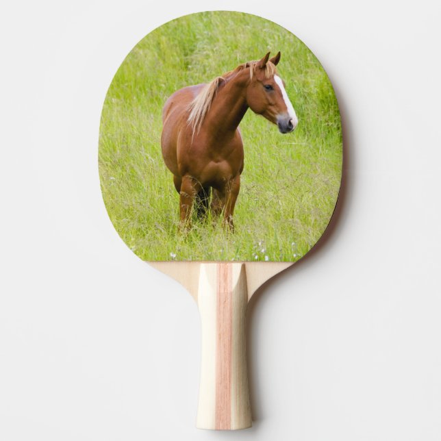 Pala De Ping Pong EE. UU., Washington, Caballo en Campo de Primavera (Anverso)