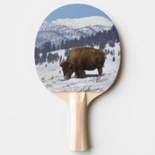 Pala De Ping Pong EE.UU., WY, Yellowstone NP, American Bison Bison