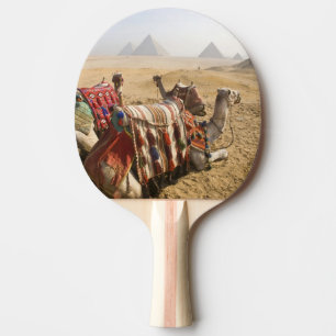 Pala De Ping Pong Egipto, El Cairo. Camellos descansando