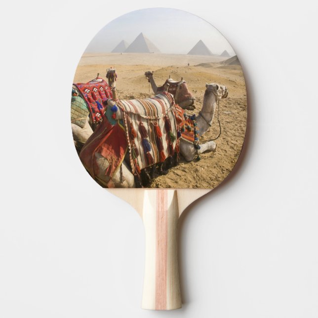 Pala De Ping Pong Egipto, El Cairo. Camellos descansando (Anverso)
