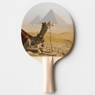 Pala De Ping Pong Egipto, El Cairo. Un camello solitario