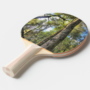 Pala De Ping Pong Eucaliptus Gum Trees de la selva tropical australi
