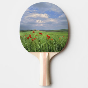 Pala De Ping Pong Europa, Toscana, Poggiolo. Las amapolas rojas se m