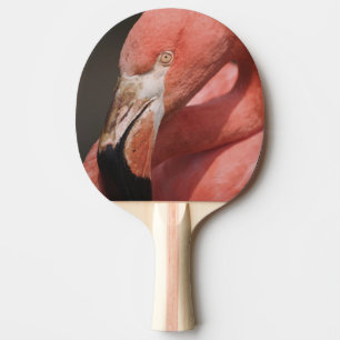 Pala De Ping Pong Flamenco chileno, Phoenicopterus chilensis