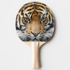 Pala De Ping Pong Foto de vida silvestre del Tigre de Sumatra