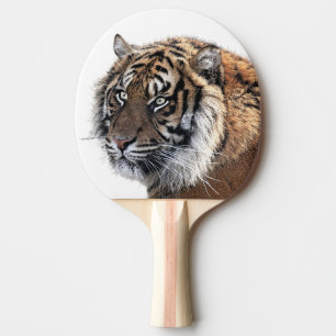 Pala De Ping Pong Foto del zoológico de la selva silvestre de los a
