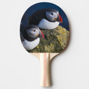 Pala De Ping Pong Frailecillo atlántico