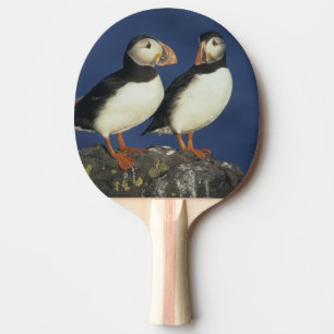 Pala De Ping Pong Frailecillo atlántico