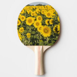 Pala De Ping Pong Francia, Provenza, Valensole. Campo de