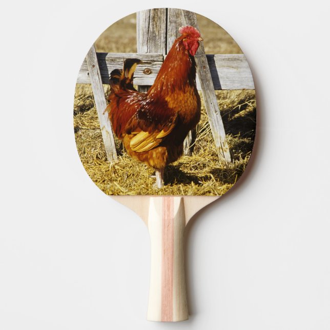 Pala De Ping Pong Gallo rojo de Rhode Island (Anverso)