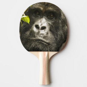 Pala De Ping Pong Gorila de montaña, Gorilla beringei beringei,