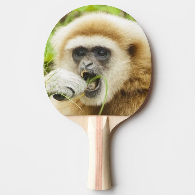 Pala De Ping Pong Graciosa foto animal Gibbon (Anverso)