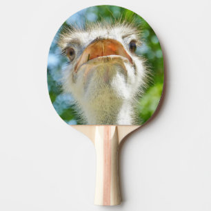 Pala De Ping Pong Gracioso foto animal de avestruz