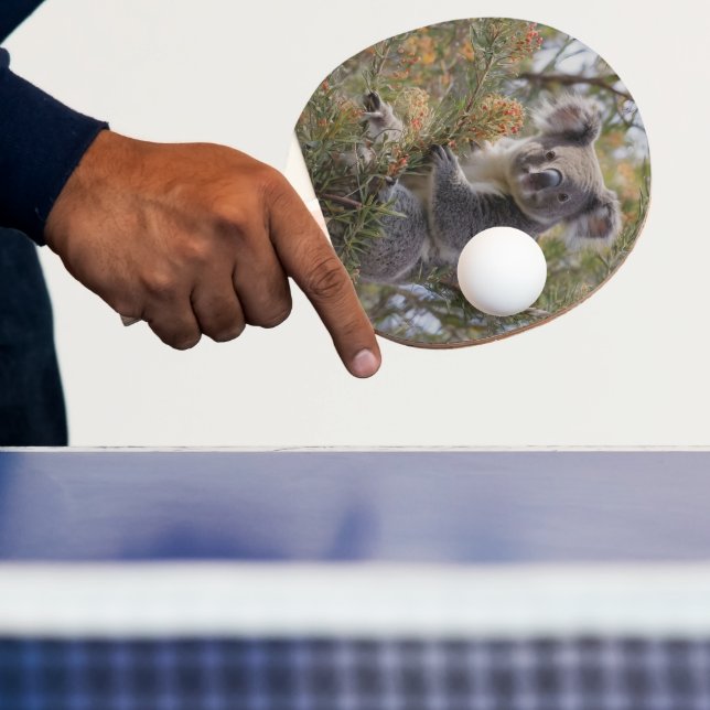 Pala De Ping Pong Grevillea Koala Bear, (in situ)