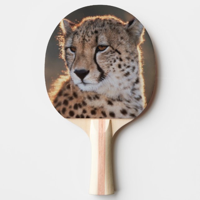 Pala De Ping Pong Guepardo mirando hacia otro lado (Anverso)