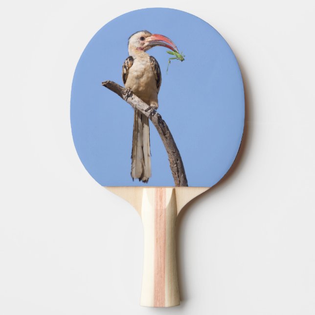 Pala De Ping Pong Hornbill rojo (Anverso)