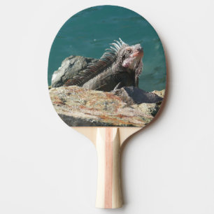 Pala De Ping Pong Iguana en Santo Tomás