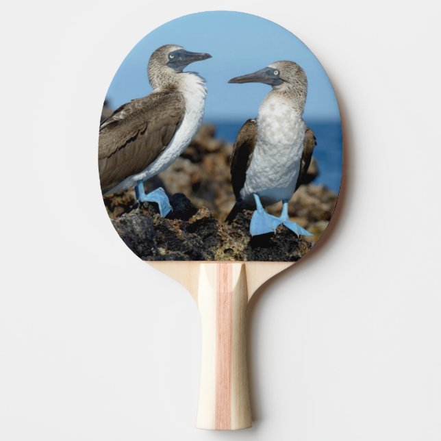Pala De Ping Pong Islas Galápagos, Isla Isabela (Anverso)