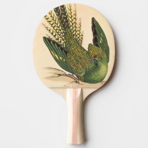 Pala De Ping Pong James Sowerby Ground Parrot, Psittacus terrestres