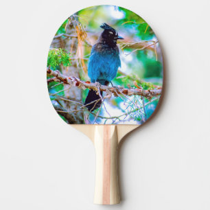 Pala De Ping Pong Jay de Steller - Fotografía original