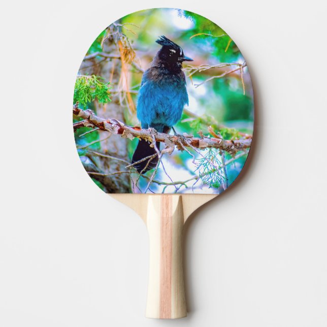 Pala De Ping Pong Jay de Steller - Fotografía original (Anverso)