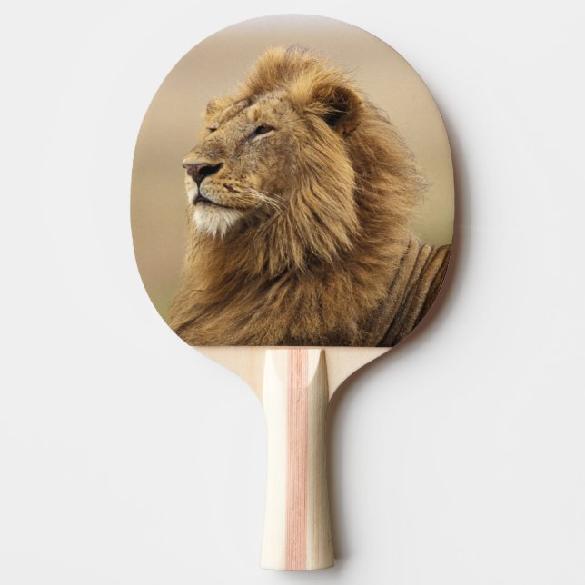 Pala De Ping Pong Kenia, Masai Mara | León macho (Anverso)