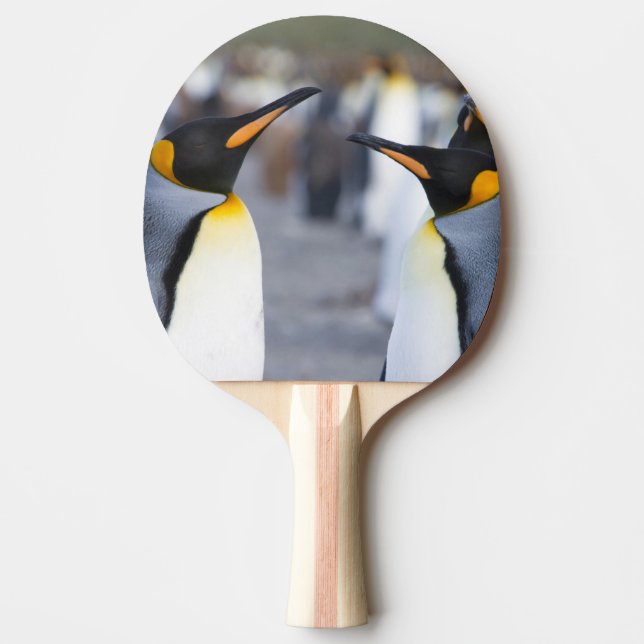 Pala De Ping Pong King Penguins (Anverso)