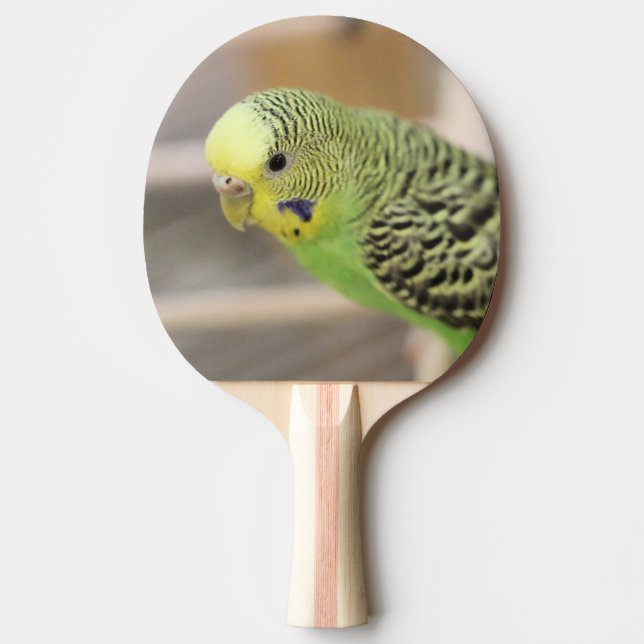 Pala De Ping Pong Kiwi (Anverso)