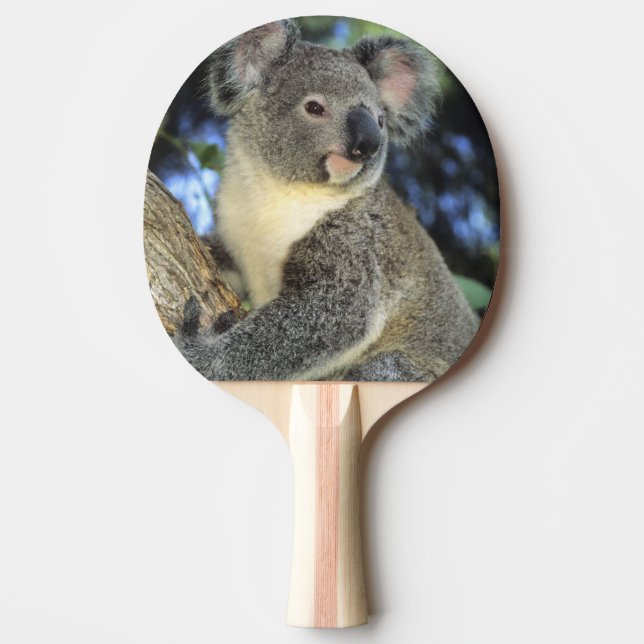 Pala De Ping Pong Koala, Phascolarctos cinereus), Australia, (Anverso)