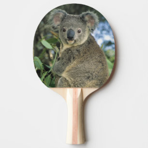 Pala De Ping Pong Koala, Phascolarctos cinereus), en peligro de exti