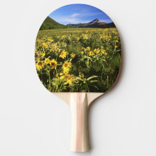 Pala De Ping Pong La raíz de globo de Arrowleaf cubre el prado con