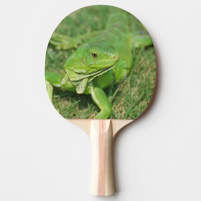 Pala De Ping Pong Lagarto verde del arrastramiento (Anverso)