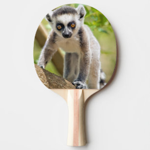 Pala De Ping Pong Lémur de cola anillada bebé