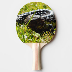 Pala De Ping Pong Lenguaje azul australiano Shingleback Lizard,