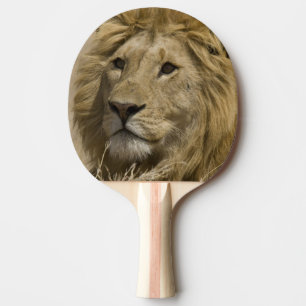 Pala De Ping Pong León africano, Panthera leo, retrato de un