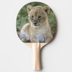 Pala De Ping Pong león africano, Panthera leo), Tanzania,