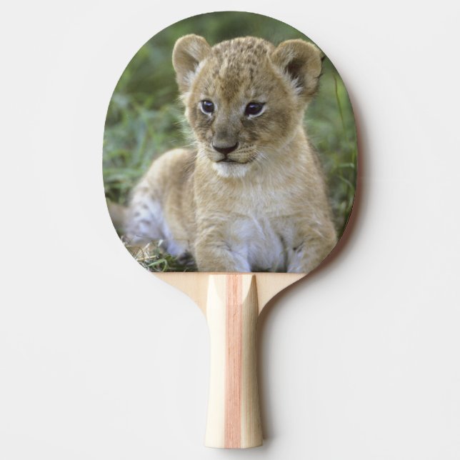 Pala De Ping Pong león africano, Panthera leo), Tanzania, (Anverso)