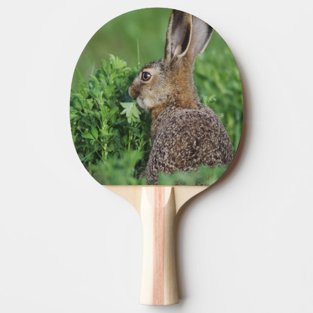 Pala De Ping Pong Liebre parda, Lepus europaeus, joven comiendo, (Anverso)