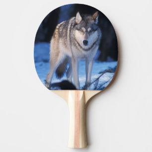 Pala De Ping Pong lobo gris, Canis lupus, en las estribaciones