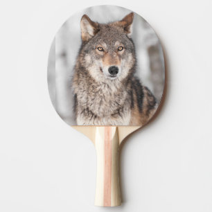Pala De Ping Pong Lobo gris (lupus de Canis) con una parte posterior