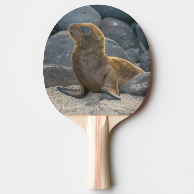 Pala De Ping Pong Lobo Marino de Galápagos (Anverso)