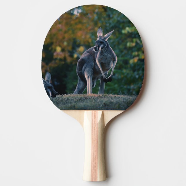 Pala De Ping Pong Majestic Kangaroo (Anverso)