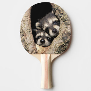 Pala De Ping Pong Mapaches bebés en cavidad de árbol Procyon